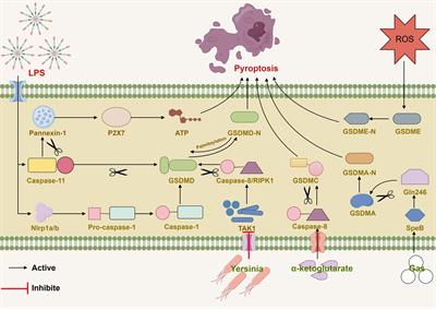 ROS induced pyroptosis in inflammatory disease and cancer